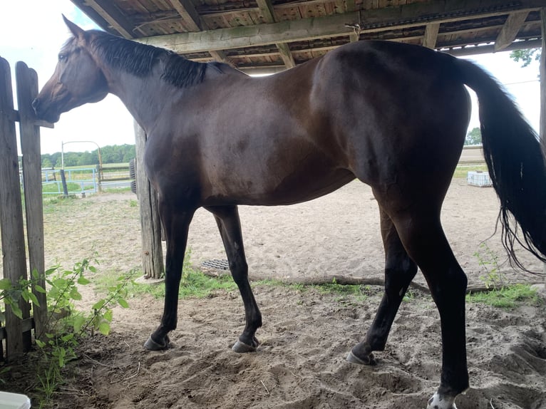 Koń westfalski Klacz 10 lat 172 cm Gniada in Coesfeld