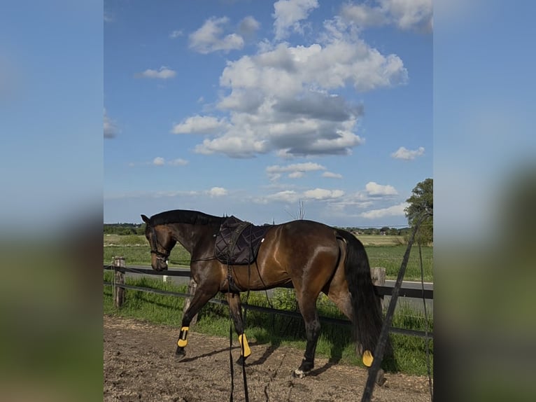 Koń westfalski Klacz 10 lat 172 cm Gniada in Sendenhorst