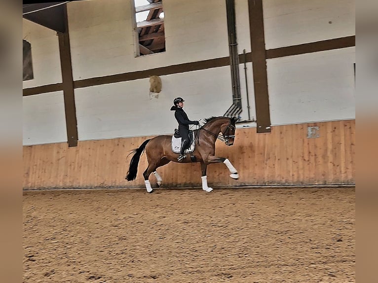 Koń westfalski Klacz 10 lat 173 cm Gniada in Röttingen