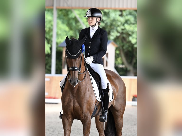 Koń westfalski Klacz 10 lat 176 cm Kasztanowata in Aachen