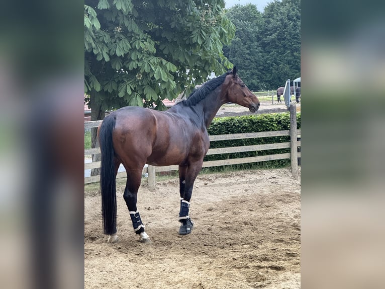 Koń westfalski Klacz 10 lat 182 cm Gniada in D&#xFC;lmen
