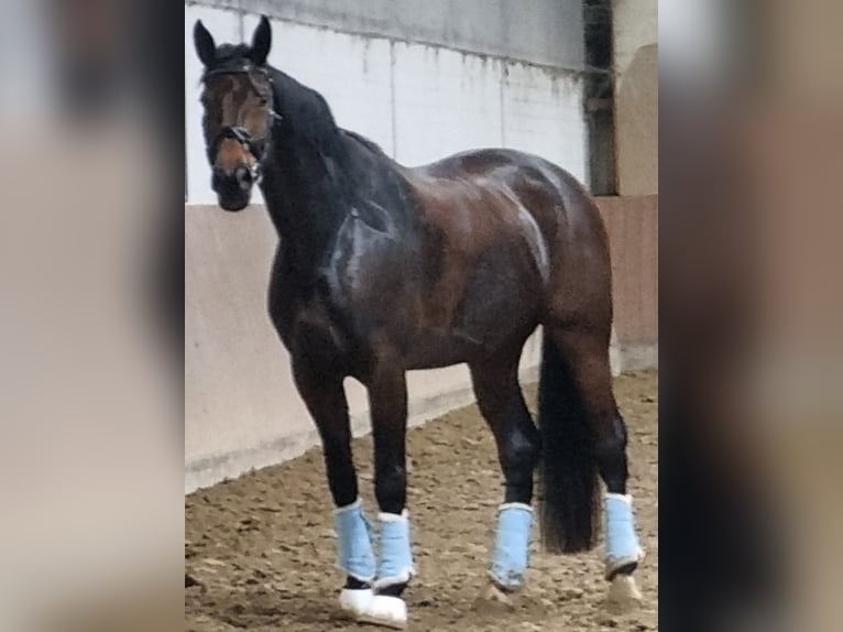 Koń westfalski Klacz 10 lat 182 cm Gniada in D&#xFC;lmen