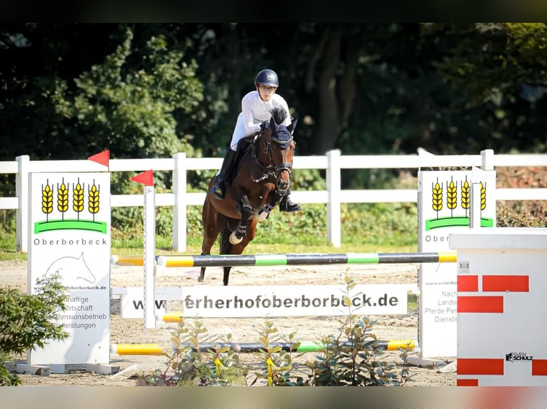 Koń westfalski Klacz 11 lat 153 cm Gniada in Mülheim an der Ruhr