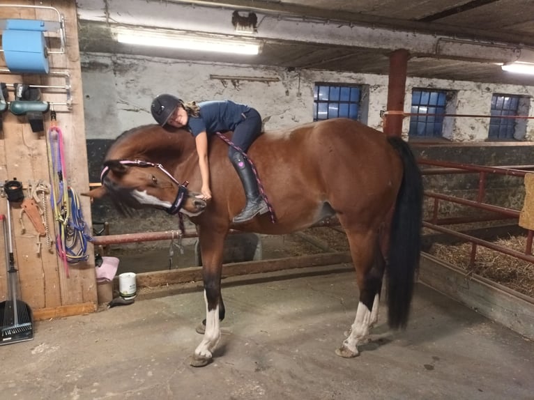 Koń westfalski Klacz 11 lat 163 cm Gniada in Kranenburg