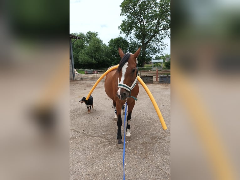 Koń westfalski Klacz 11 lat 163 cm Gniada in Kranenburg