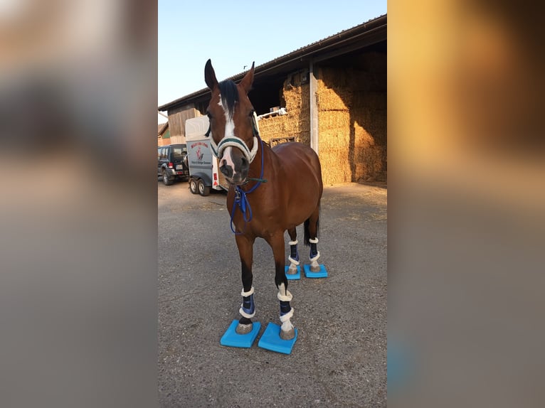 Koń westfalski Klacz 11 lat 163 cm Gniada in Kranenburg