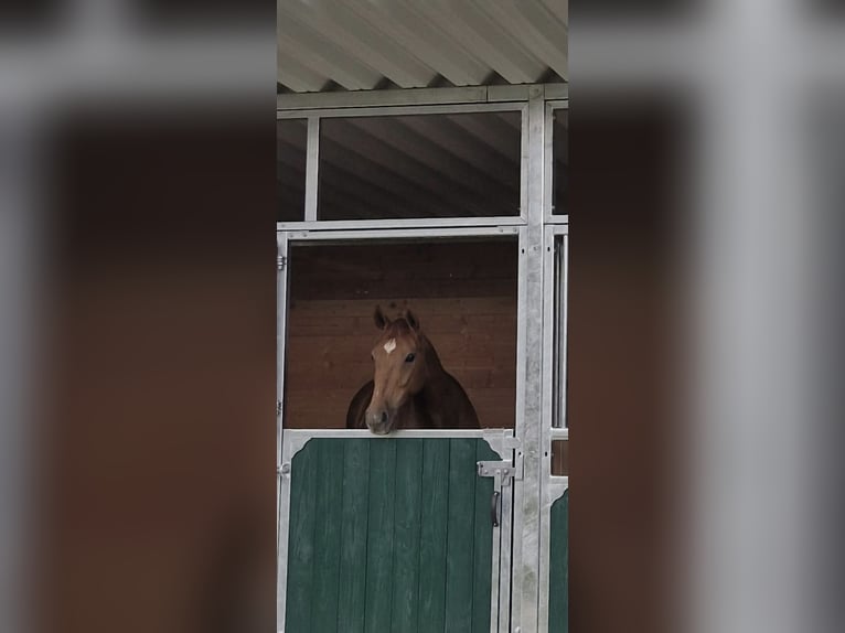 Koń westfalski Klacz 11 lat 163 cm Kasztanowata in Langenfeld