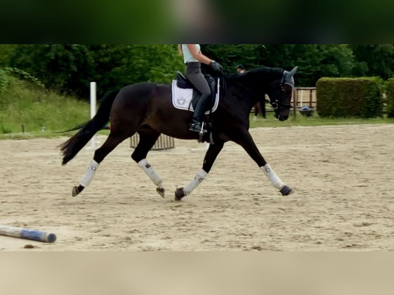 Koń westfalski Klacz 11 lat 165 cm Ciemnogniada in NiederkasselNiederkassel