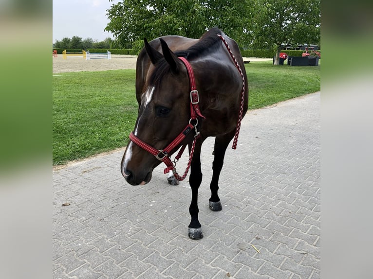 Koń westfalski Klacz 11 lat 165 cm Ciemnogniada in NiederkasselNiederkassel
