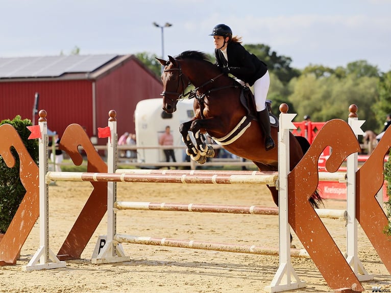 Koń westfalski Klacz 11 lat 165 cm Gniada in Greven