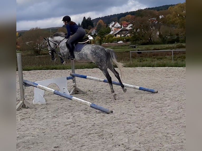 Koń westfalski Klacz 11 lat 165 cm Siwa in Oberaula