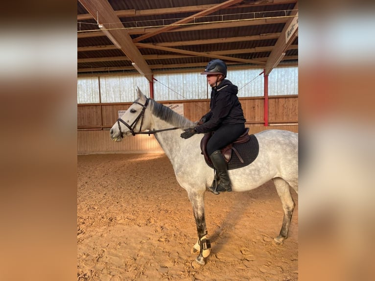 Koń westfalski Klacz 11 lat 165 cm Siwa in Oberaula