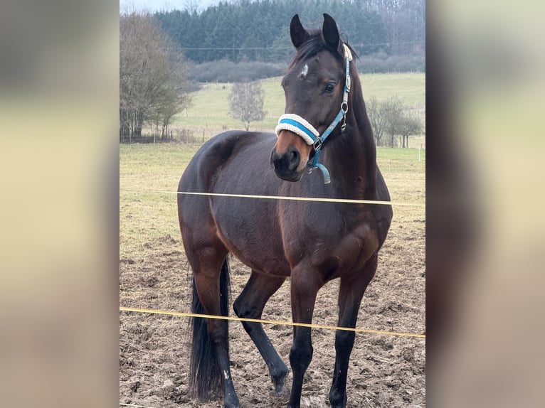 Koń westfalski Klacz 11 lat 166 cm Ciemnogniada in Hohenahr