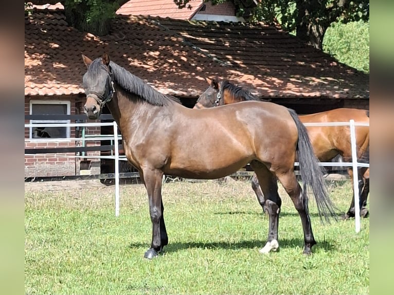 Koń westfalski Klacz 11 lat 166 cm Gniada in Lüdinghausen