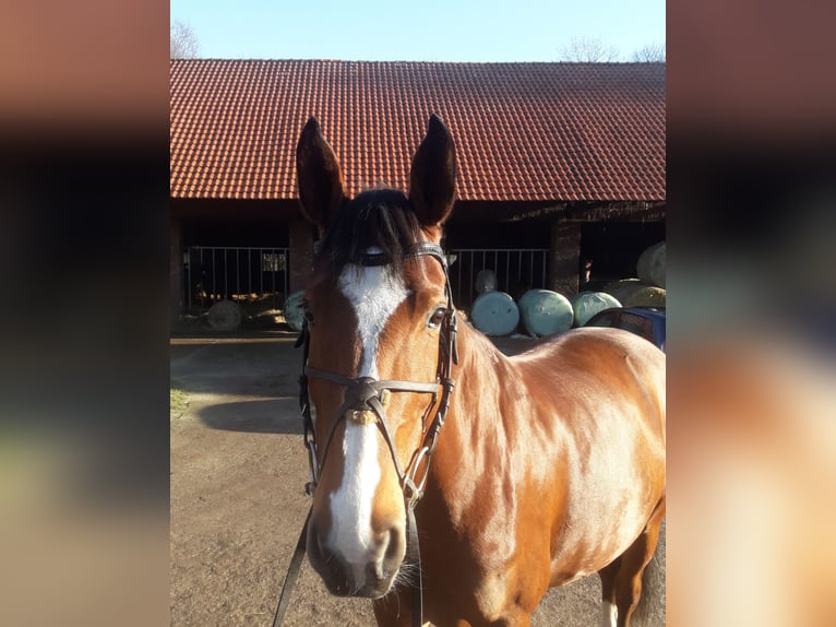 Koń westfalski Klacz 11 lat 166 cm Gniada in Ibbenbüren