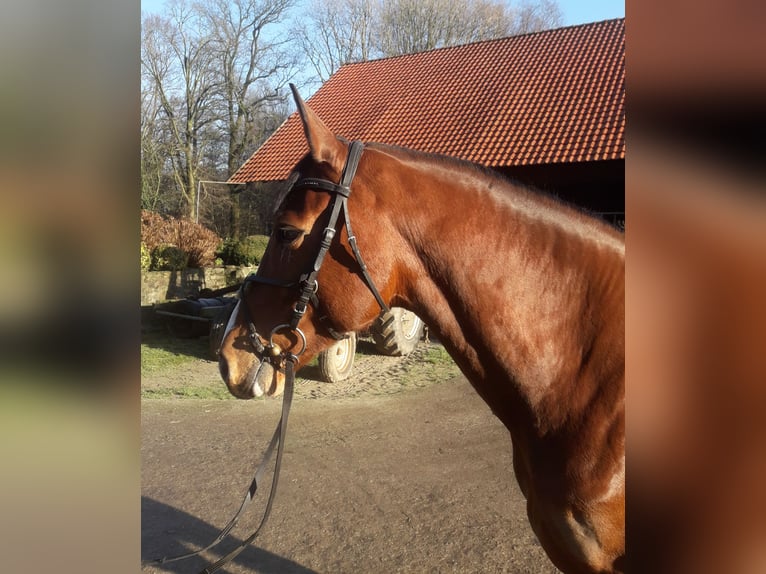 Koń westfalski Klacz 11 lat 166 cm Gniada in Ibbenbüren