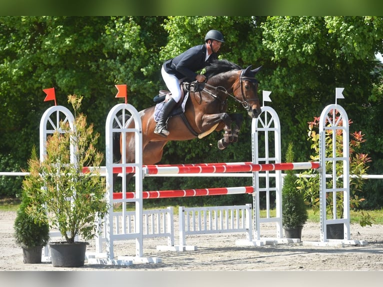Koń westfalski Klacz 11 lat 167 cm Gniada in Wächtersbach