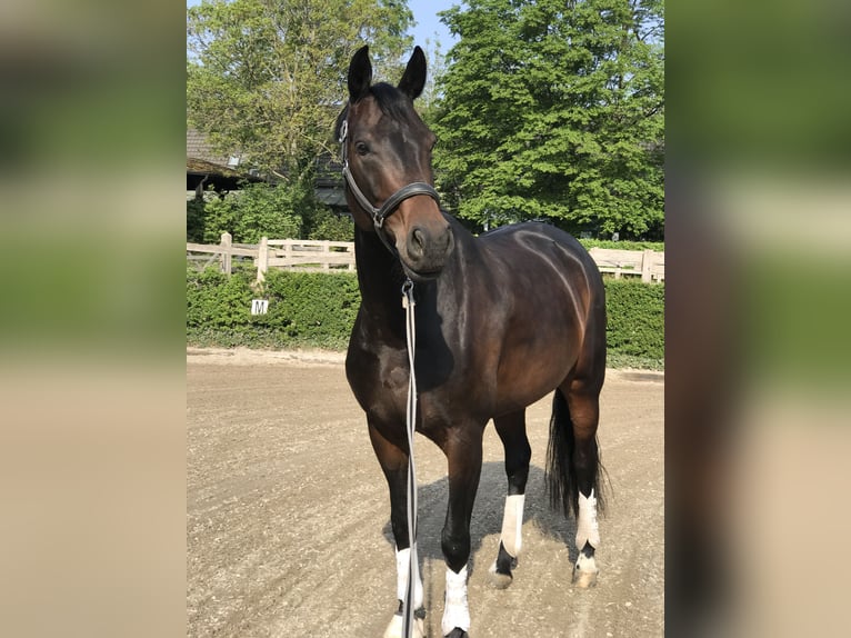 Koń westfalski Klacz 11 lat 168 cm Ciemnogniada in Pulheim