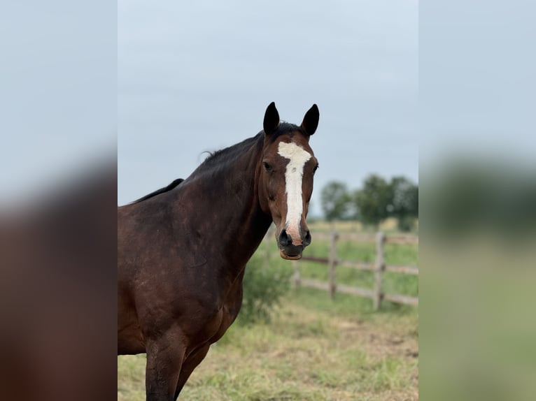 Koń westfalski Klacz 11 lat 168 cm Gniada in Weilerswist