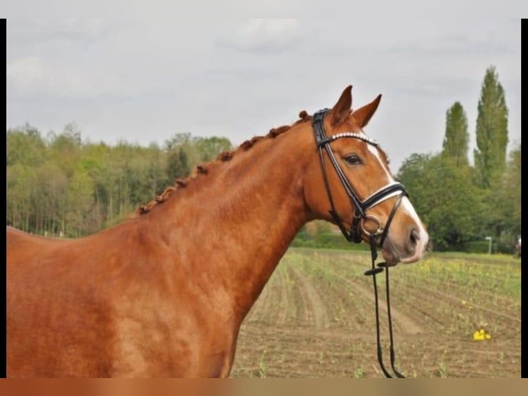 Koń westfalski Klacz 11 lat 168 cm Kasztanowata in Ehingen an der Donau