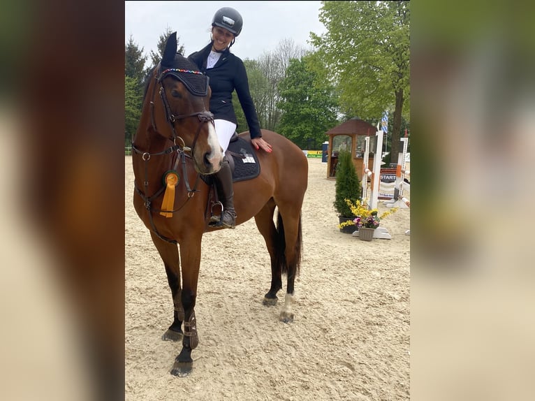 Koń westfalski Klacz 11 lat 170 cm Gniada in Karlsfeld