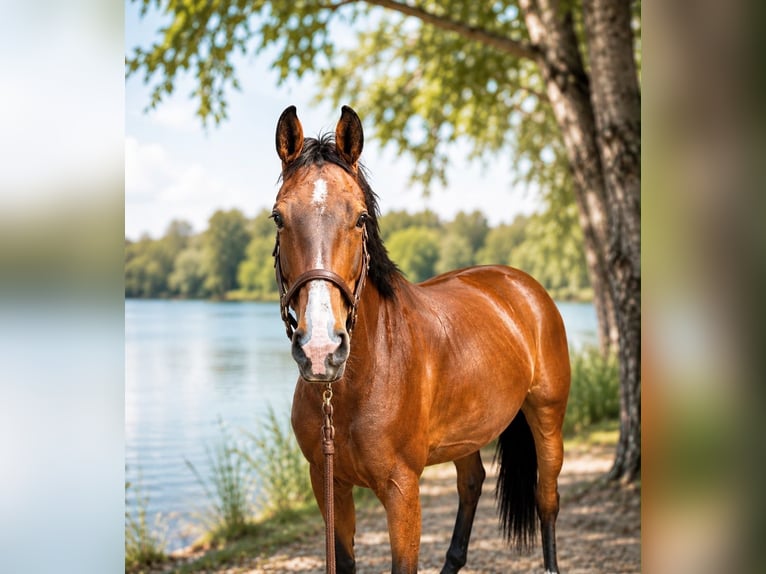 Koń westfalski Klacz 11 lat 170 cm Gniada in Karlsfeld