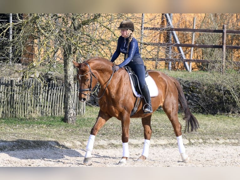 Koń westfalski Klacz 11 lat 170 cm Kasztanowata in W&#xFC;rzburg