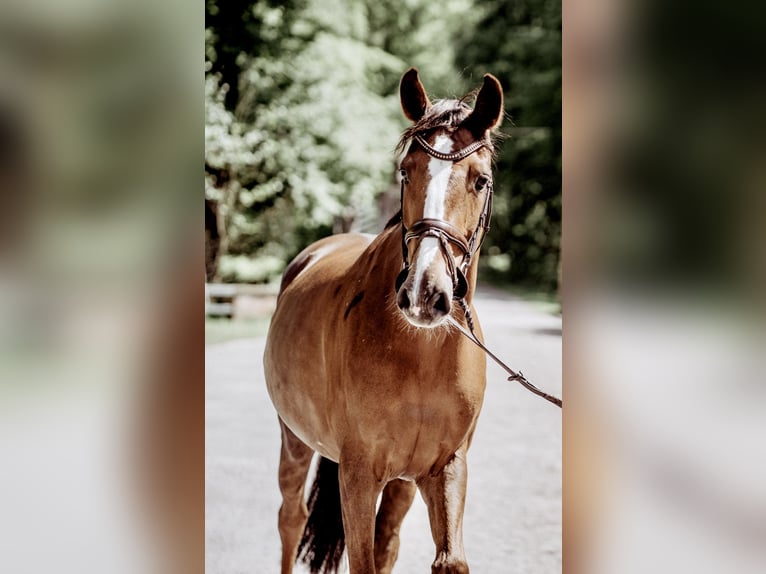 Koń westfalski Klacz 11 lat 170 cm  in Legden
