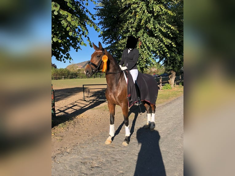 Koń westfalski Klacz 11 lat 173 cm Gniada in Münster