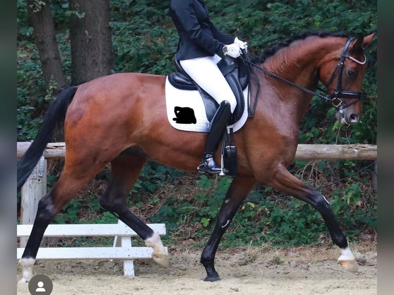 Koń westfalski Klacz 11 lat 173 cm Gniada in Münster