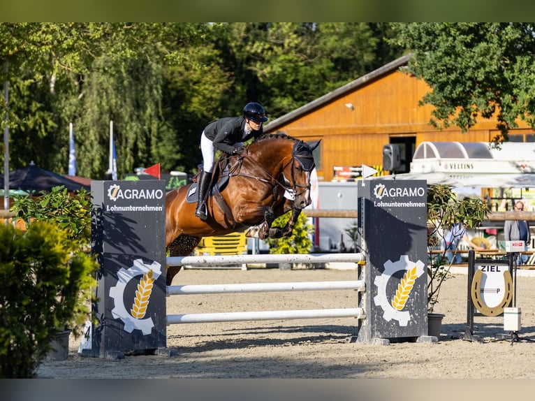 Koń westfalski Klacz 11 lat 173 cm Gniada in Greven