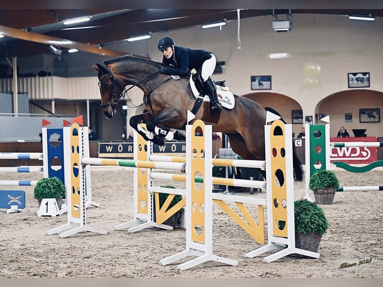 Koń westfalski Klacz 11 lat 175 cm Gniada in Fürstenau