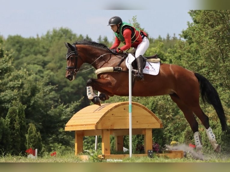 Koń westfalski Klacz 11 lat 175 cm Gniada in Fürstenau