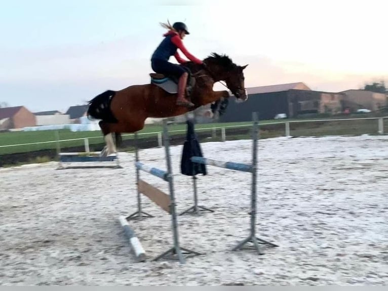 Koń westfalski Klacz 12 lat 160 cm Gniada in Mst&#xF3;wMat&#xF3;w