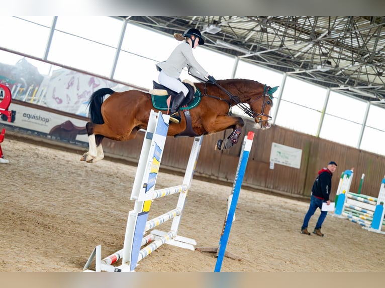 Koń westfalski Klacz 12 lat 160 cm Gniada in Mst&#xF3;wMat&#xF3;w