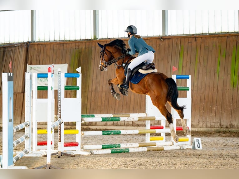 Koń westfalski Klacz 12 lat 160 cm Gniada in Mst&#xF3;wMat&#xF3;w