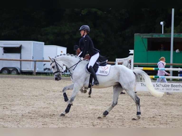 Koń westfalski Klacz 12 lat 162 cm Siwa in Sendenhorst