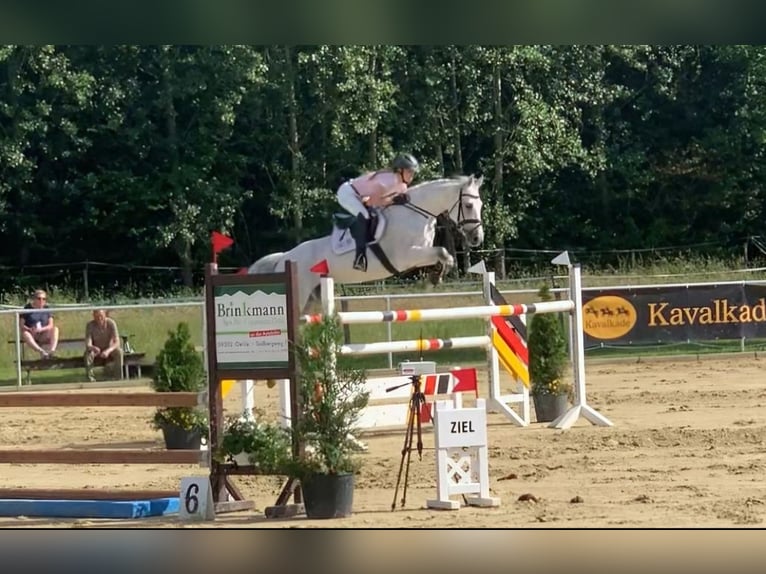 Koń westfalski Klacz 12 lat 162 cm Siwa in Sendenhorst