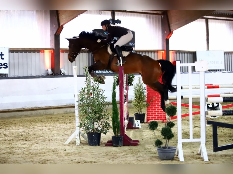 Koń westfalski Klacz 12 lat 163 cm Gniada in Köln