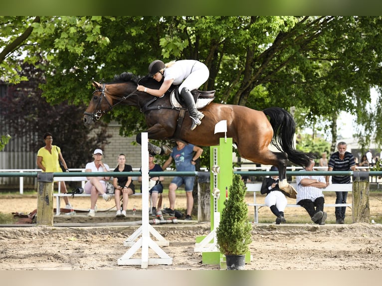 Koń westfalski Klacz 12 lat 163 cm Gniada in Köln