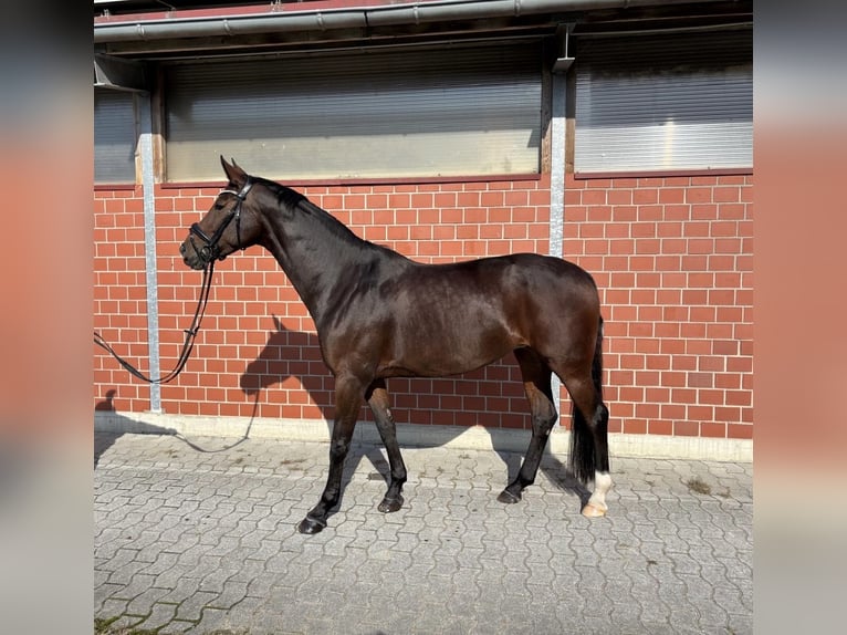 Koń westfalski Klacz 12 lat 163 cm Gniada in Harsewinkel