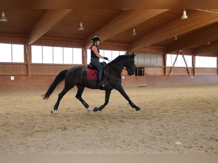 Koń westfalski Klacz 12 lat 163 cm Kara in Großlangheim