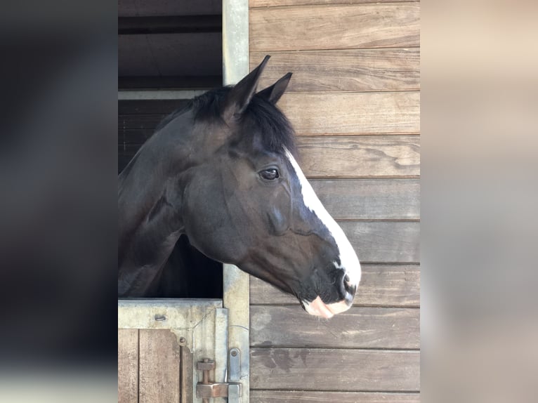 Koń westfalski Klacz 12 lat 164 cm Kara in Isernhagen