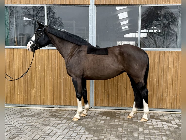 Koń westfalski Klacz 12 lat 164 cm Kara in Isernhagen