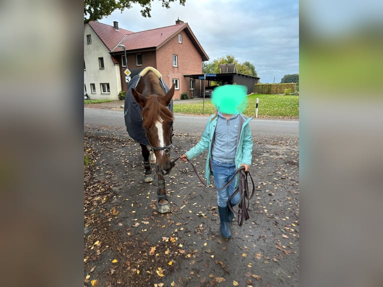 Koń westfalski Klacz 12 lat 164 cm Kasztanowata in Lippstadt