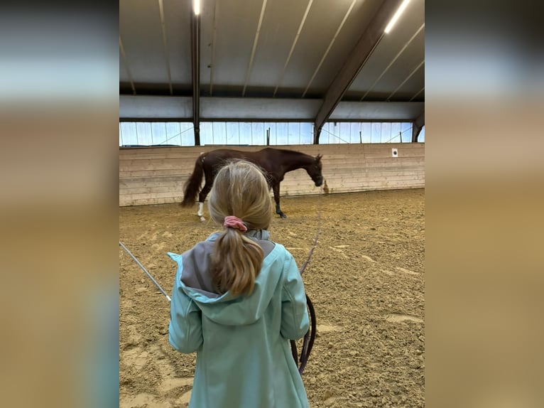 Koń westfalski Klacz 12 lat 164 cm Kasztanowata in Lippstadt