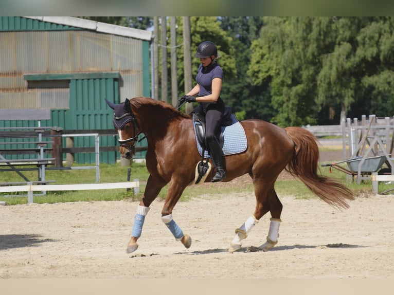 Koń westfalski Klacz 12 lat 164 cm Kasztanowata in Lippstadt