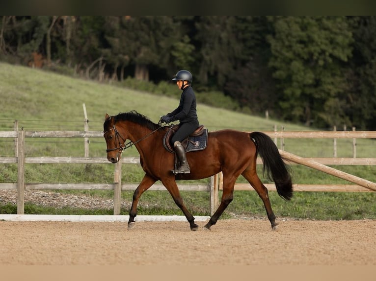 Koń westfalski Klacz 12 lat 165 cm Gniada in Hinteregg