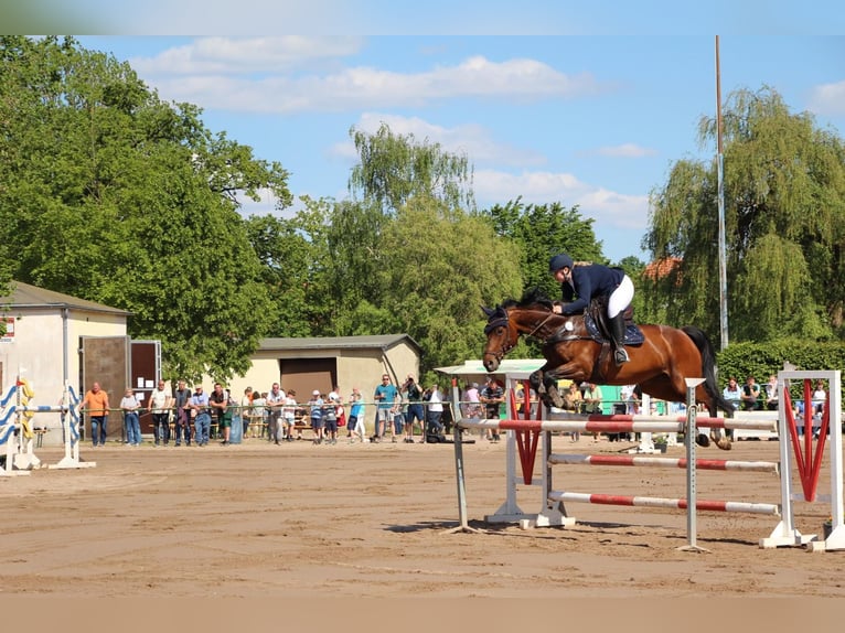 Koń westfalski Klacz 12 lat 165 cm Gniada in Pulheim