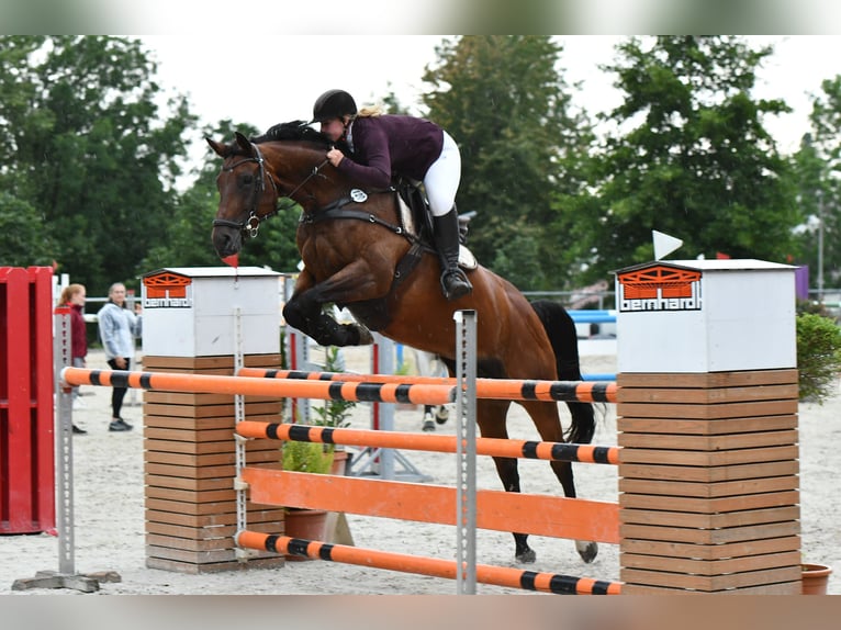 Koń westfalski Klacz 12 lat 165 cm Gniada in Pulheim